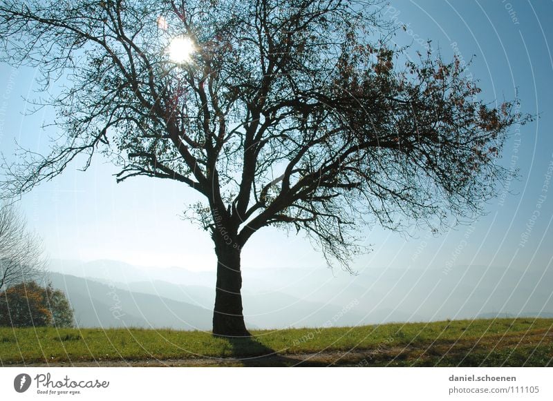 Picknickplatz Licht Sonnenstrahlen Gegenlicht Wiese Baum Herbst schön grün Hügel Schwarzwald Himmelskörper & Weltall blau Nebel Natur Außenaufnahme herbstlich