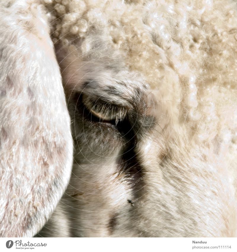 100 Gedanken... Ohr Tier Fell Traurigkeit kuschlig weich weiß Schaf lockig Hängeohr mäh Säugetier wollig Auge Farbfoto Gedeckte Farben Außenaufnahme