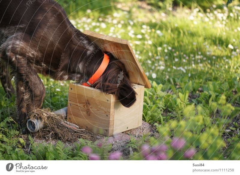 Neugierde im Frühling Natur Sommer Schönes Wetter Pflanze Gras Wildpflanze Garten Wiese Haustier Hund Fell 1 Tier Holz entdecken Jagd Spielen frech frei Glück