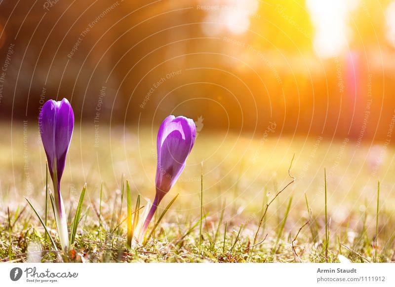 Krokus - Sonne - Frühling harmonisch Zufriedenheit Valentinstag Muttertag Ostern Natur Landschaft Pflanze Himmel Sonnenaufgang Sonnenuntergang Sonnenlicht Blume