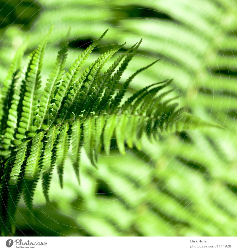 Farn I Umwelt Natur Pflanze Grünpflanze Wildpflanze Garten Park Wald Urwald Moor Sumpf Wachstum frisch natürlich grün Fächer filigran unberührt Blattadern