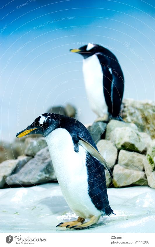 poser im frack II Pinguin kalt Tier Vogel Antarktis Kaiserpinguine watscheln stehen Schnabel gelb lustig hell-blau Himmel Mitte Körperhaltung Eis Flügel