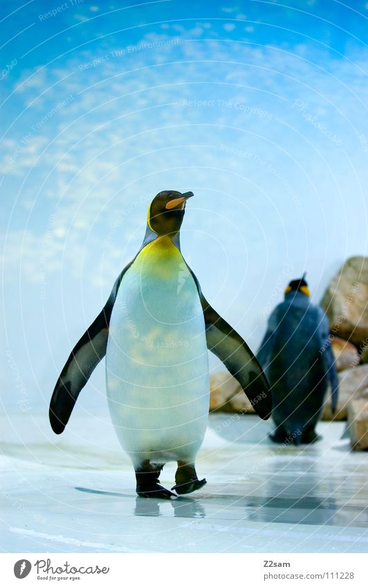 poser im frack III Pinguin kalt Tier Vogel Antarktis Kaiserpinguine watscheln stehen Schnabel lustig hell-blau Himmel Mitte Körperhaltung Eis Flügel paarweise