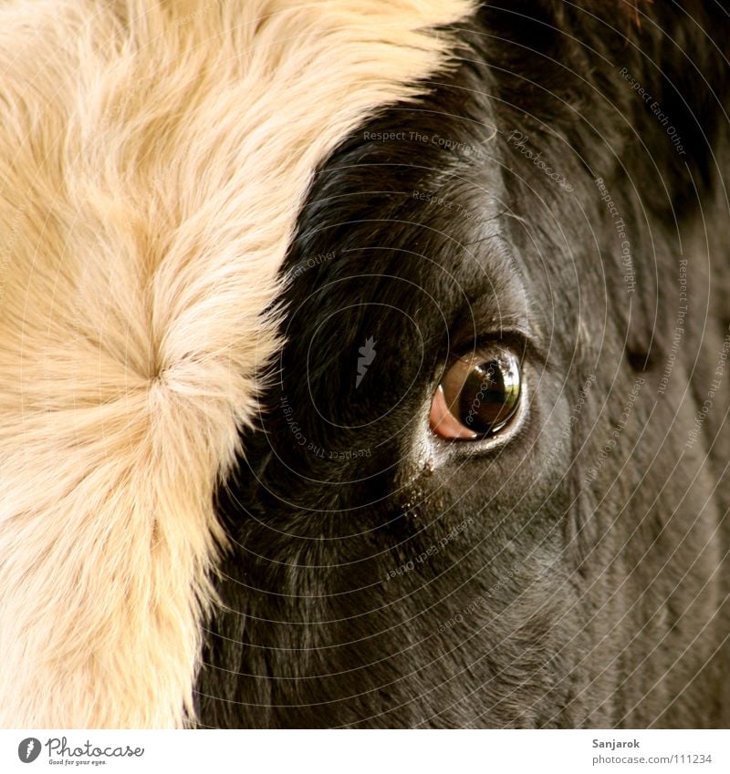 Tu mir nichts! Kuh Bulle Rind Todesblick Schlachtung Schlachthof Metzgerei ausbluten Blut töten brutal Tierporträt Stall Nutztier Panik gefährlich Säugetier