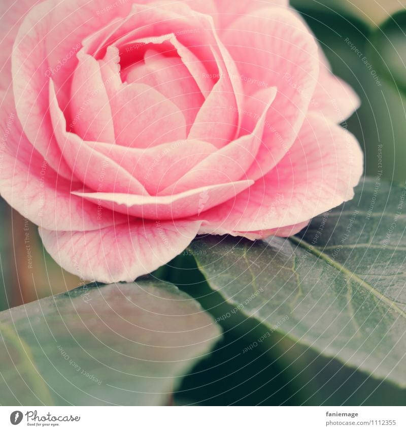 Rose Natur Blume grün Gefühle Liebe Sinnesorgane rosa Blüte Blütenblatt perfekt Romantik Dornröschen Rosenblüte Rosenblätter hellrosa offen schön elegant