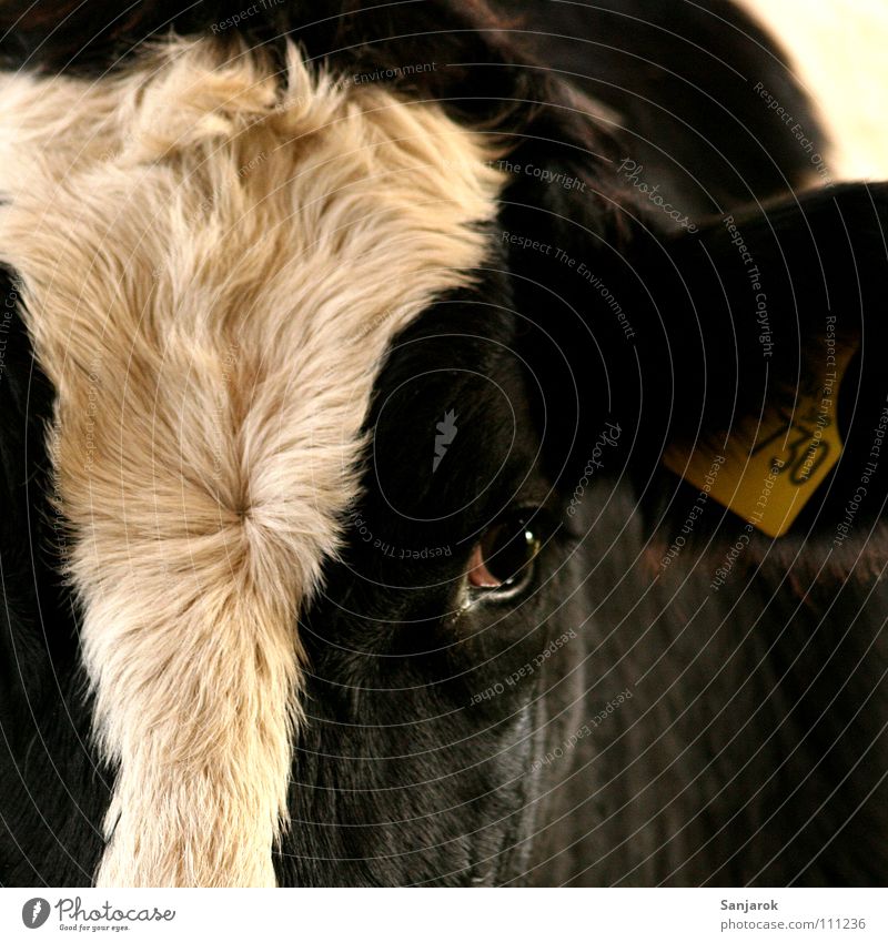 Komm an den Zaun, und ich schleck dir die Hand ab. Kuh Tierporträt Auge Fell Nutztier schön Säugetier Blesse Ohrloch Ohrringe Schilder & Markierungen Weide