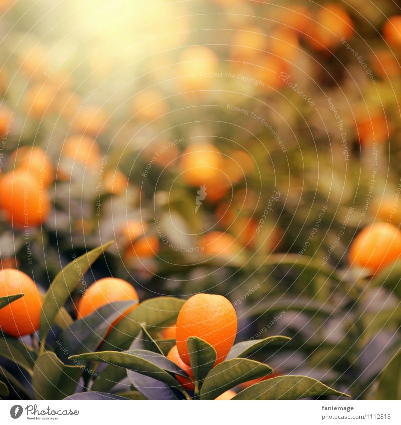 orange Natur Sonne Sommer Pflanze Baum exotisch Wärme Warmes Licht Orange Orangenbaum Schwache Tiefenschärfe dunkelgrün leuchten fruchtig Saft lecker Ernte