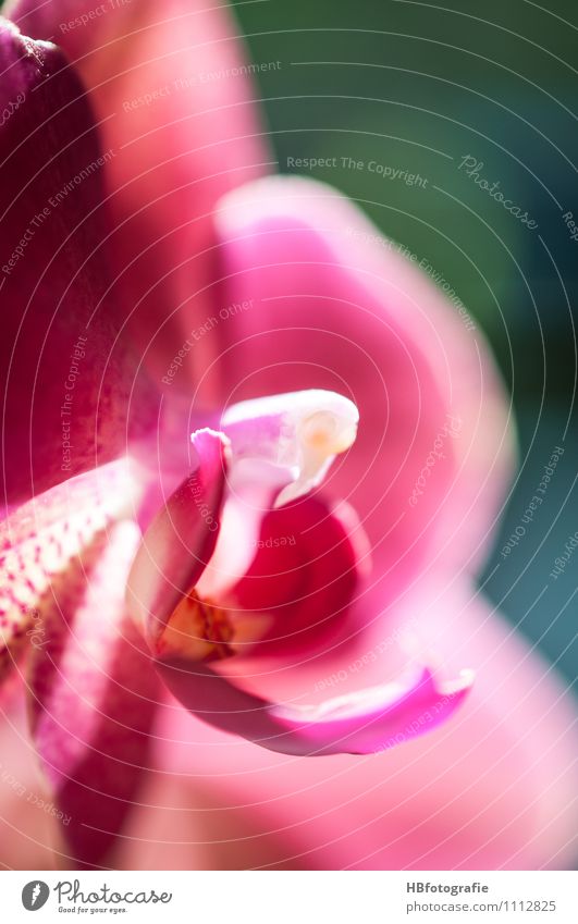 Orchidee Pflanze Blüte Orchideenblüte ästhetisch rosa Gleichgewicht Duft Blütenstempel Blütenkelch Farbfoto Nahaufnahme Detailaufnahme Makroaufnahme Tag