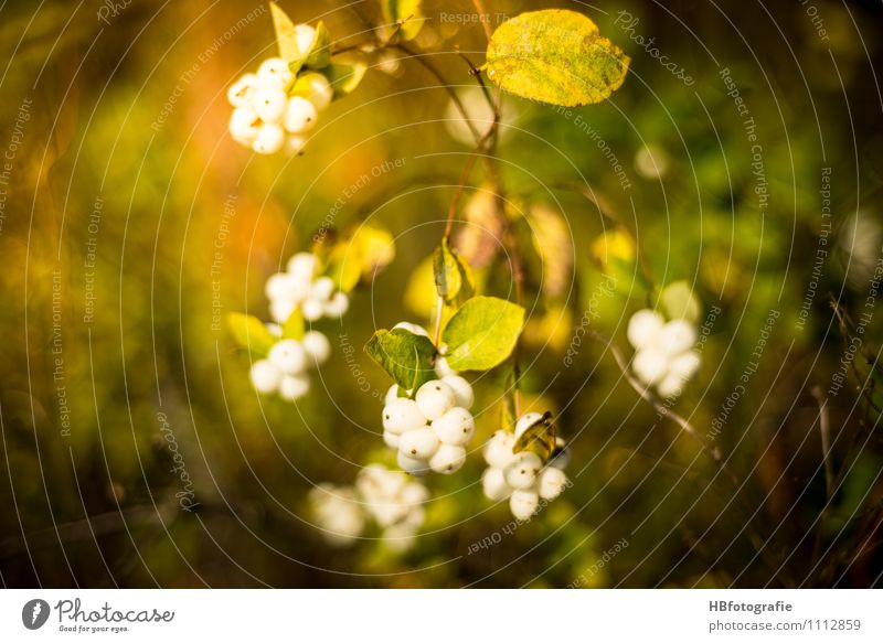 Schneebeere Natur Pflanze Herbst Sträucher Grünpflanze Wildpflanze Wald grün weiß Frühlingsgefühle Warmherzigkeit Gefühle Vergänglichkeit Spaziergang Traumland