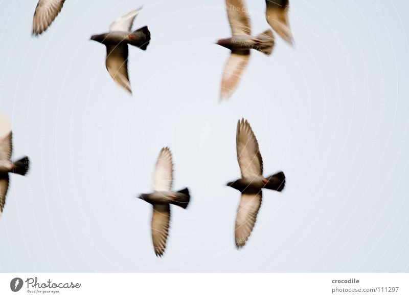 die Vögel l Vogel Taube Feder Schnabel Schweben Luft fliegen Freiheit Flügel verfremdet Himmel ratten der lüfte bewebung