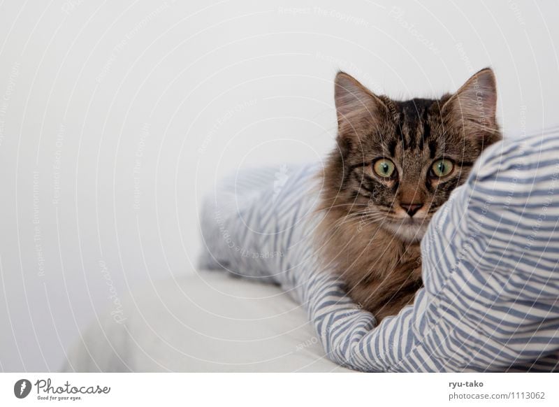 gemütlich im bett Haustier Katze Tiergesicht norwegische waldkatze 1 Tierjunges liegen Neugier niedlich ruhig Bettwäsche Decke weich Pause Hauskatze Farbfoto