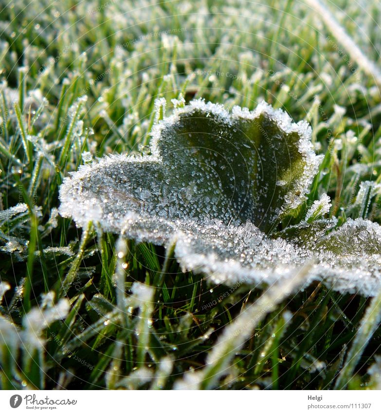 grünes Blatt mit Eiskristallen iegt im gefrorenen Gras Herbst Winter Raureif frieren kalt Morgen Wiese Halm glänzend weiß gelb rund lang dünn Makroaufnahme
