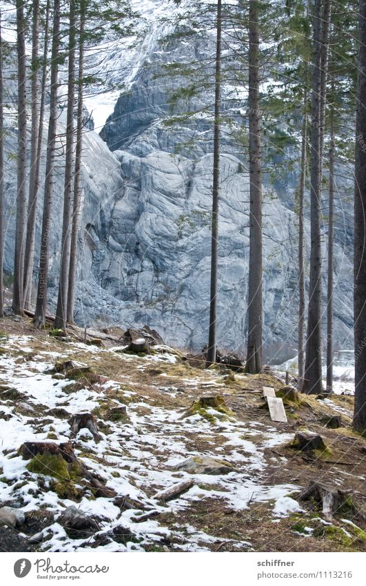 Gewaldig felsig Schnee Baum Felsen Alpen Berge u. Gebirge kalt Tanne Kiefer Wald Waldboden Waldlichtung Waldrand Winter Felswand massiv Gesteinsformationen