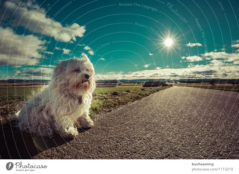 Am Straßenrand Sonne Natur Tier Wolken Fell langhaarig Haustier Hund 1 klein blau grün weiß Bichon Haushund Havaneser Sonnenschein Säugetier himmel sitz