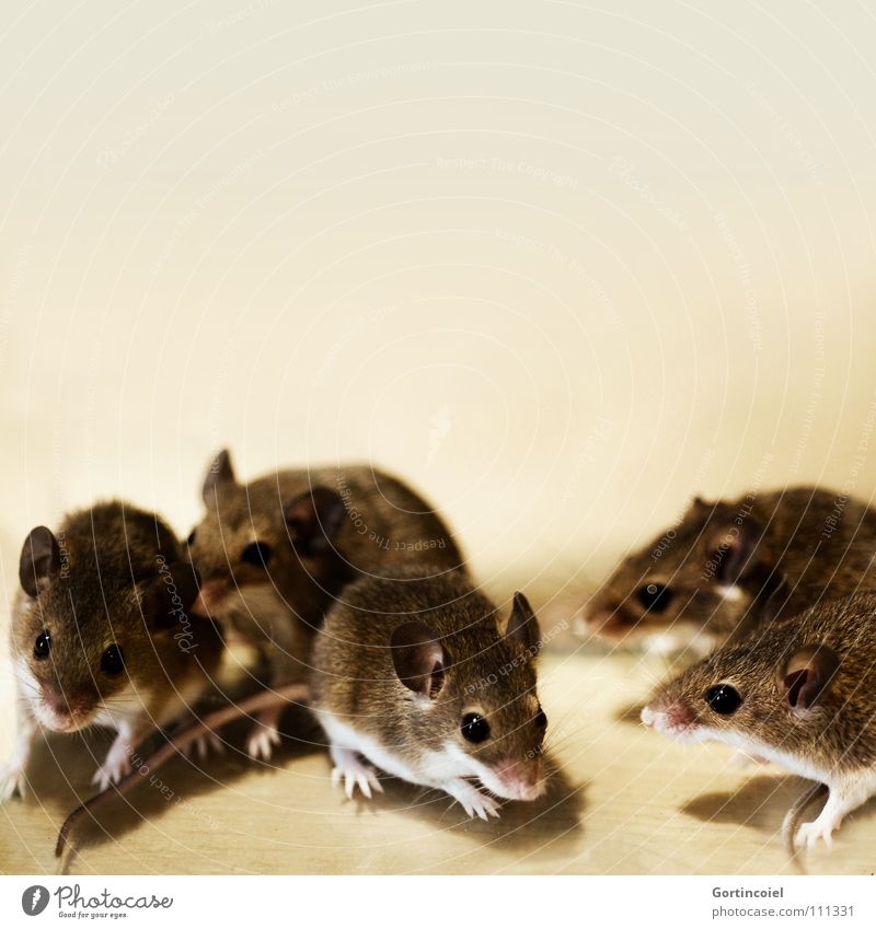 Das Rudel Haustier Maus Tiergesicht Fell Pfote Tiergruppe Tierfamilie klein niedlich braun Knopfauge Nagetiere winzig Säugetier Zwergmaus Knirpsmaus