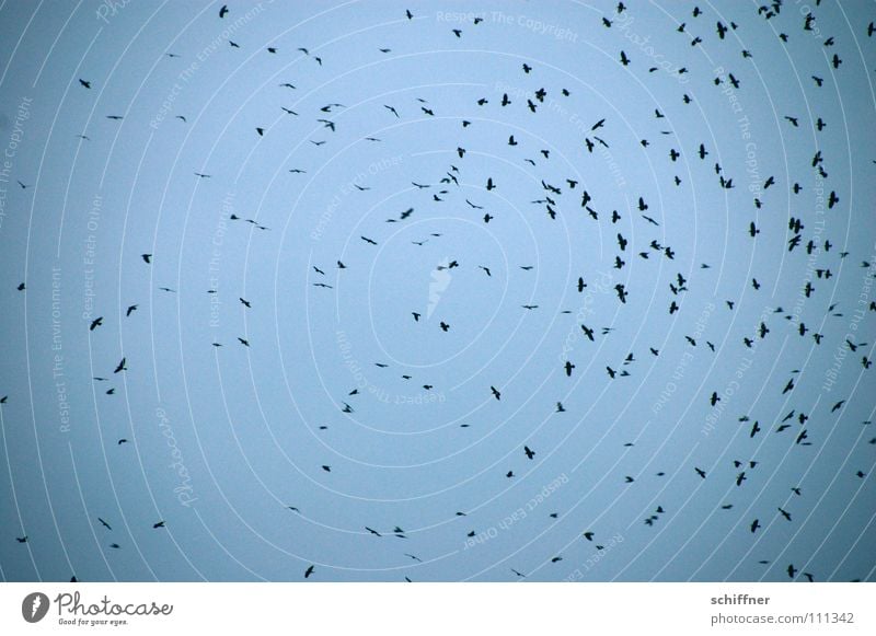 Gaußsche Normalverteilung Vogel Krähe Rabenvögel Vogelschwarm mehrere trüb dunkel beklemmend Regen Himmel Schwarm Luftverkehr fliegen viele Die Vögel Hitchcock