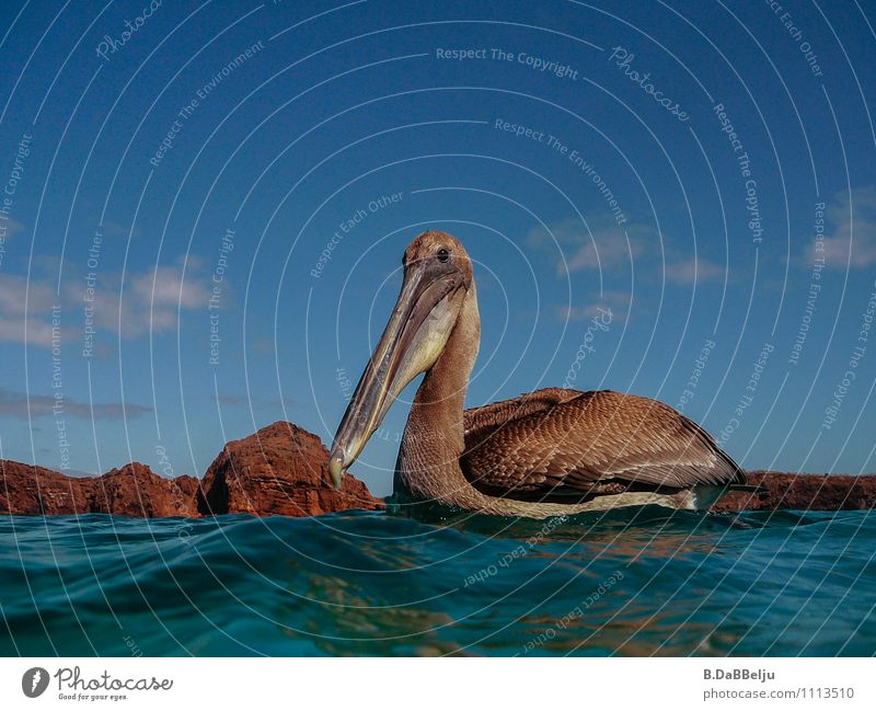 Du hier? Meer Umwelt Natur Tier Wildtier Vogel 1 Neugier wild Galapagosinseln Pelikan Farbfoto Außenaufnahme Tag Tierporträt