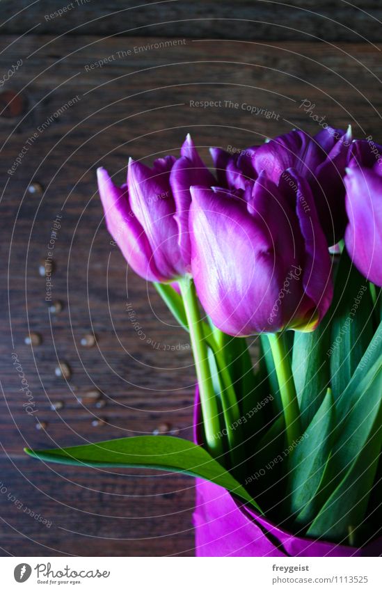 Tulpen aus Amsterdam... Pflanze Frühling Sommer Blume Blatt Blüte Grünpflanze Blühend Duft liegen Wachstum Fröhlichkeit frisch grün violett rosa Freude Glück