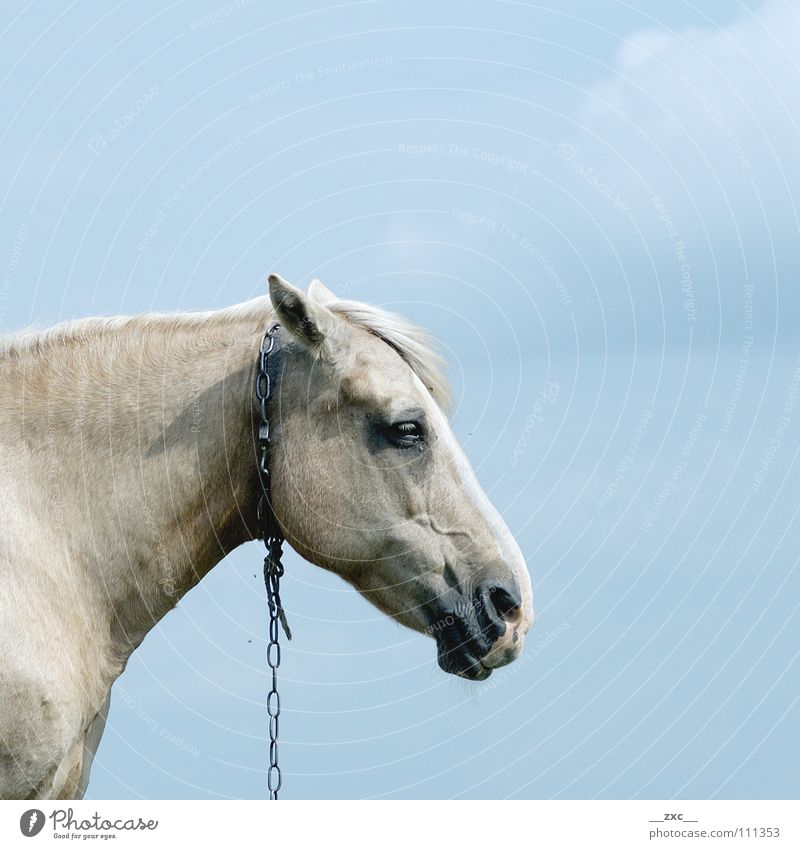pf__erd Pferd Tier Wolken gelb Himmel blau