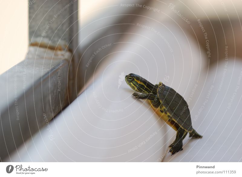 mind the gap! Barcelona Schildkröte klein fein süß erobern Absturz klug dumm Balkon Papier orientierungslos gelb grün Grüne Meeresschildkörte Beweis volles Rohr