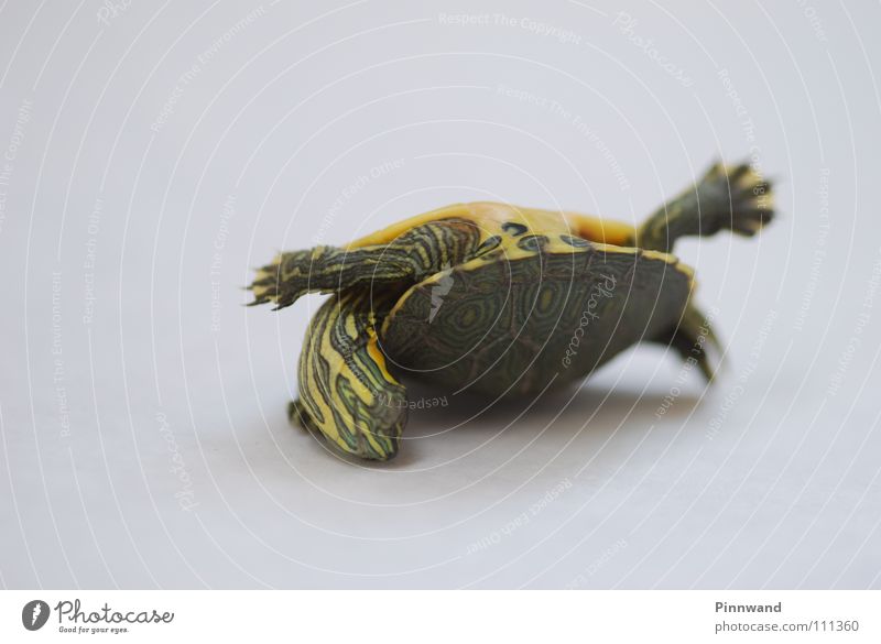 Rückfallvorfall Barcelona Schildkröte klein fein süß erobern Absturz klug dumm Balkon orientierungslos gelb grün Grüne Meeresschildkörte Beweis volles Rohr