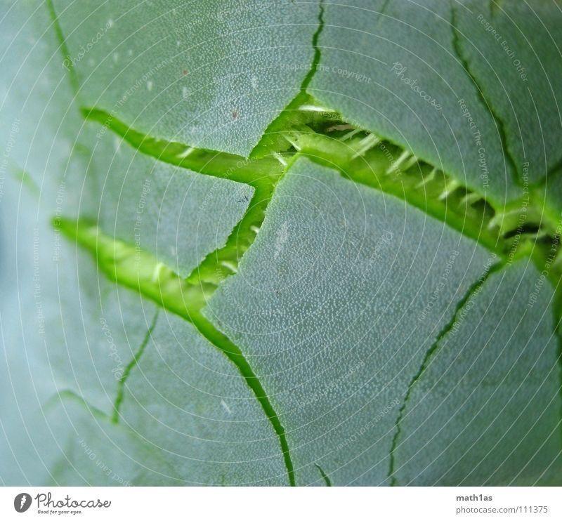 Gruene Risse grün Blatt platzen Zerreißen giftgrün Natur Aloe blast leave