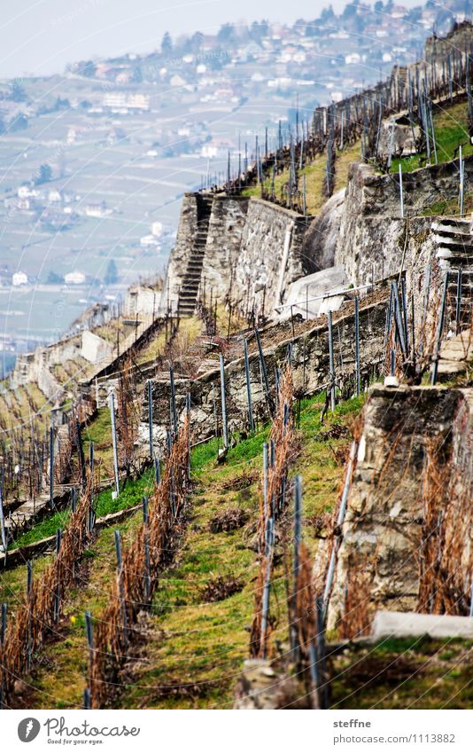 Alpine Weinberge Frühling Pflanze Berge u. Gebirge Lausanne Schweiz Berghang Weinlese Landwirtschaft steil Farbfoto Außenaufnahme Tag
