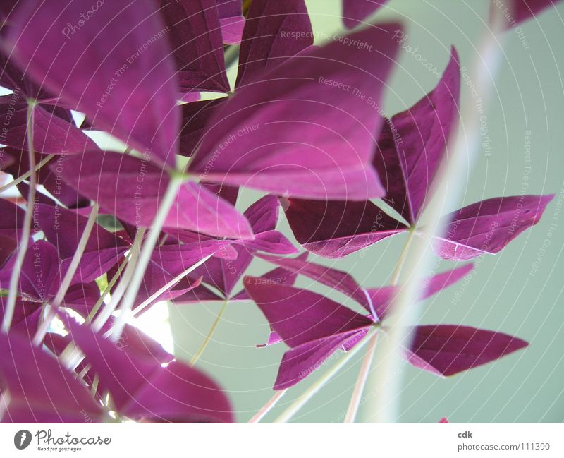 Glücksklee | Sommerklee Pflanze Zimmerpflanze Stil Klee rot violett zerbrechlich zart schön Anmut leicht außergewöhnlich mehrere Schmetterling aufmachen