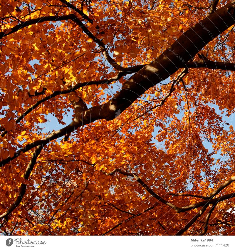 Herbstfarben Oktober November Baum Wald Park Blatt rot gelb Außenaufnahme Ast Spaziergang