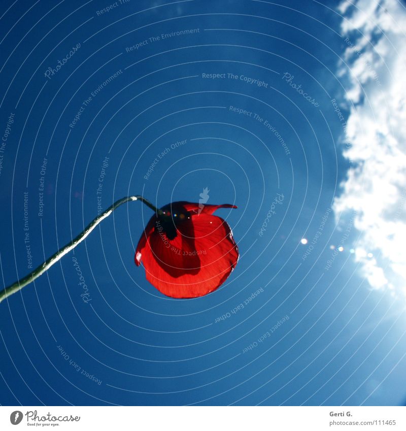 wenn der Mohn schön scheint Licht Beleuchtung gleißend grell scheinend Wolken rot Stengel dünn Blütenblatt himmlisch himmelblau Mohnblüte Blume Klatschmohn