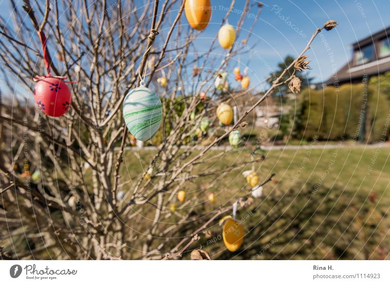 BrauchTum Ostern Frühling Schönes Wetter Sträucher Garten Wiese mehrfarbig Frühlingsgefühle Vorfreude Osterei Tradition Ritual Farbfoto Außenaufnahme