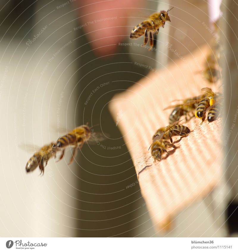 Gleich ist Feierabend! Tier Nutztier Wildtier Biene Honigbiene Insekt Schwarm Bienenstock fliegen tragen ästhetisch klein natürlich Teamwork