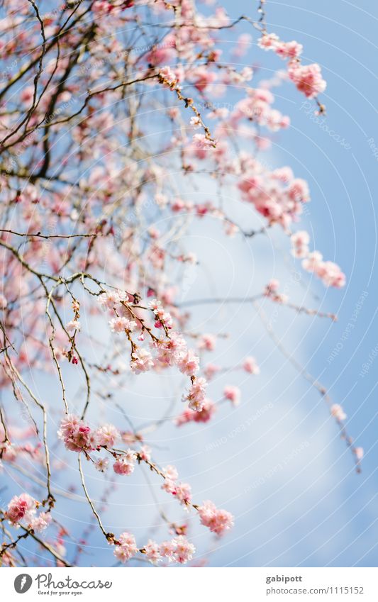 Kirschblüten nach dem Aufwachen Umwelt Natur Landschaft Himmel Sonne Sonnenlicht Frühling Schönes Wetter Pflanze Baum Blüte Nutzpflanze Blühend Freundlichkeit