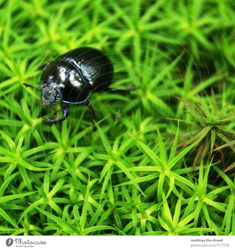 ... Karl Der Käfer ... klein schwarz grün Bodendecker krabbeln Ägypten Insekt Lebewesen Makroaufnahme Nahaufnahme das große krabbeln beine läufe gepanzert