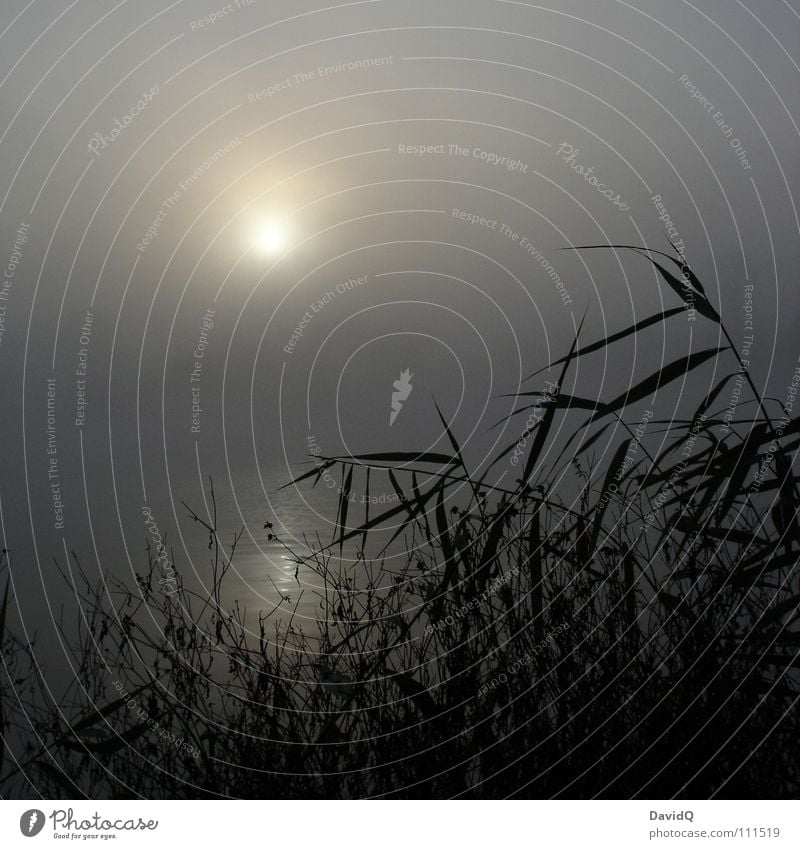 morgengrau Gewässer See Teich Binnensee Nebel Morgennebel schlechtes Wetter dunkel Tau Waschhaus Wasseroberfläche Reflexion & Spiegelung Schilfrohr ruhig