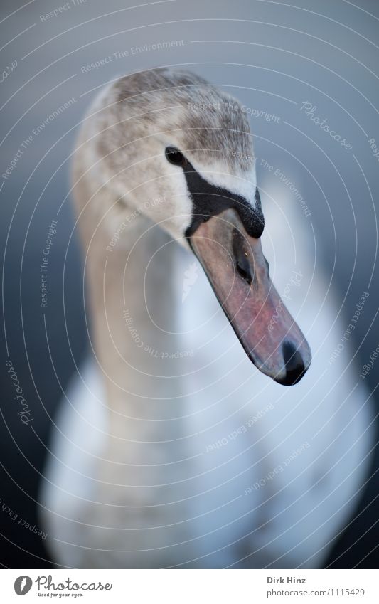 Mein lieber Schwan VI Tier Wildtier Tiergesicht 1 grau rosa weiß Flügel Tierjunges Neugier weich Wassertier nah Vertrauen Respekt tierisch Tierschutz anmutend