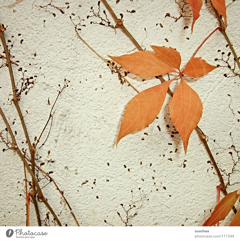 .. das letzt blatt ......... Herbst kalt Blatt Stengel Kletterpflanzen Jahreszeiten Farbe orange Ast Strukturen & Formen blattverlust