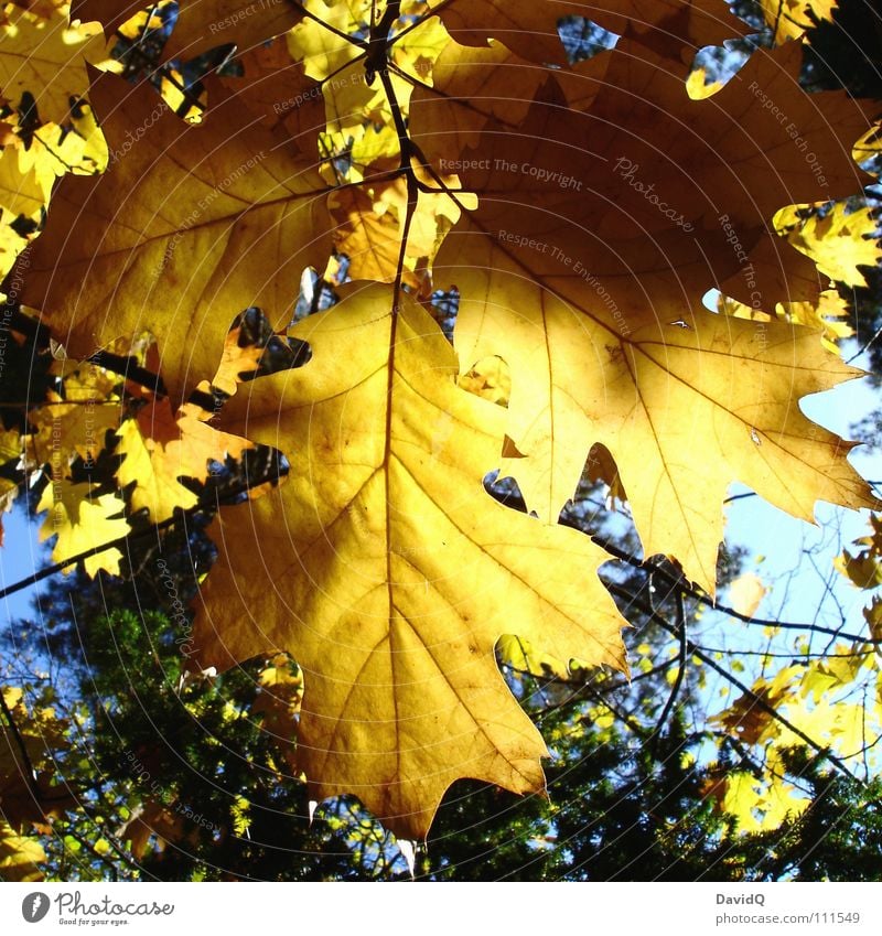 Goldener Herbst Herbst Ein Lizenzfreies Stock Foto Von Photocase