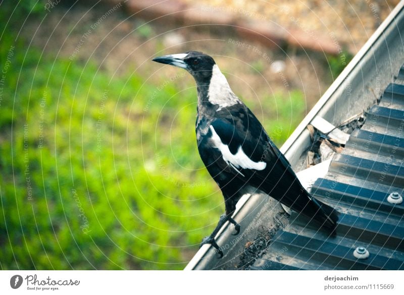 Ein Vogel sitzt auf der Dachrille kurz vorm weg fliegen.Ein Flötenvogel, bekannt durch Angriffe auf Menschen. Er hat die Fähigkeit Stimmen zu imitieren. Queensland / Australia