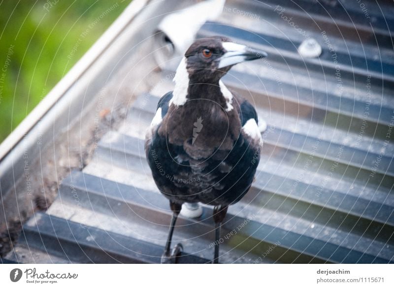 Ein Vogel sitzt auf einem Dach und schaut. Flötenvogel, bekannt durch Angriffe auf Menschen. Er hat die Fähigkeit Stimmen zu imitieren. Queensland / Australia