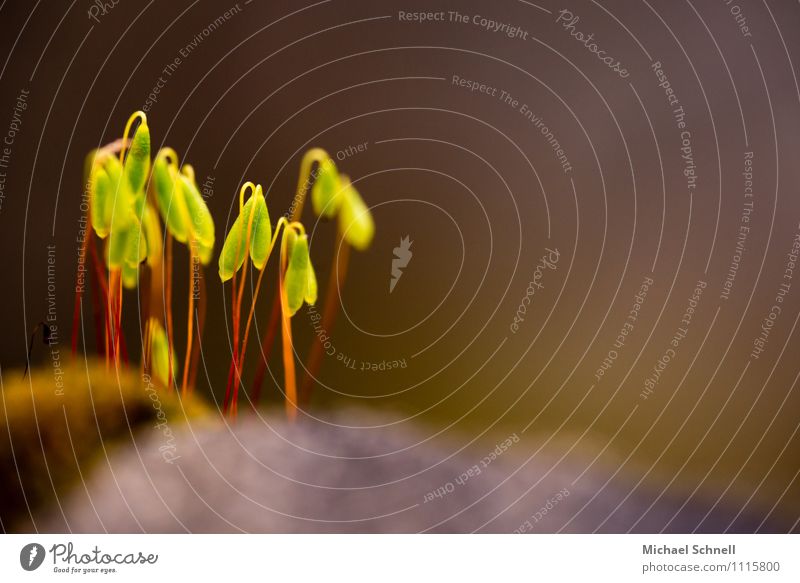 Sporenkapseln von Moosen auf einer Mauer Umwelt Natur Pflanze Frühling Freundlichkeit frisch Zusammensein klein natürlich grün rot Glück Frühlingsgefühle Schutz