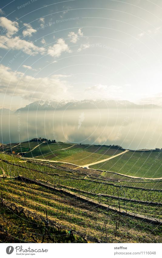 Erholung Natur Landschaft Himmel Sonnenlicht Frühling Schönes Wetter Berge u. Gebirge Alpen See Genfer See Lausanne Schweiz Ferien & Urlaub & Reisen Weinberg