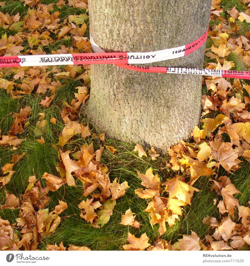 herbstliche Sperrzone Herbst Blatt Grenze gesperrt Baum Baumstamm Gras grün mehrfarbig rot weiß gestreift Rascheln umwickelt Kontrolle Oktober liegen gefährlich