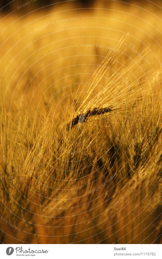 Herausragend Natur Pflanze Sonnenaufgang Sonnenuntergang Sommer Gras Nutzpflanze Getreidefeld Feld schaukeln ästhetisch einzigartig nachhaltig natürlich gold