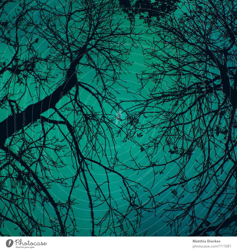 Märchenwald Herbst Baum laublos Wolken Endzeitstimmung verweht vergangen Vergänglichkeit Beerdigung Trauer Tragödie Wetterumschwung Herbstwetter Regen Panik