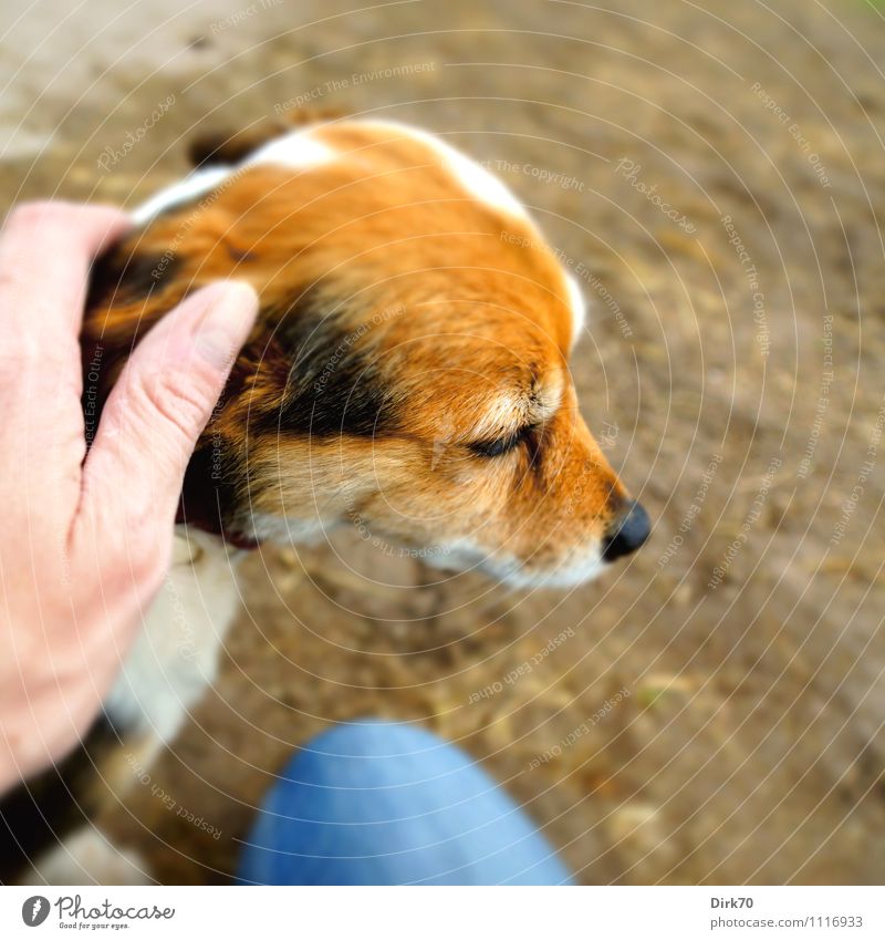 Braver Hund! Mensch maskulin Hand 1 30-45 Jahre Erwachsene Jeanshose Tier Haustier Terrier Jack-Russell-Terrier Kopf Sand Erholung genießen sitzen niedlich blau