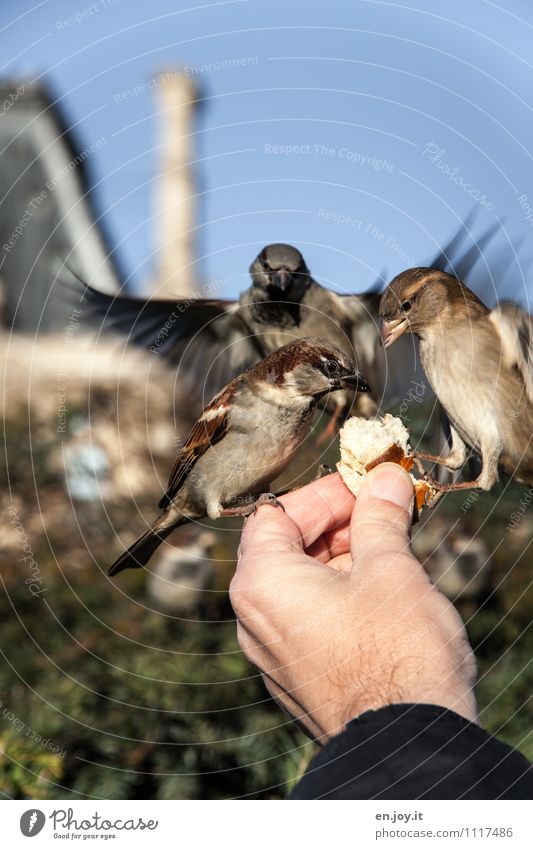 wer zuerst kommt... Brötchen Hand Wolkenloser Himmel Schönes Wetter Park Tier Wildtier Vogel 3 fliegen Fressen füttern hocken außergewöhnlich Vertrauen