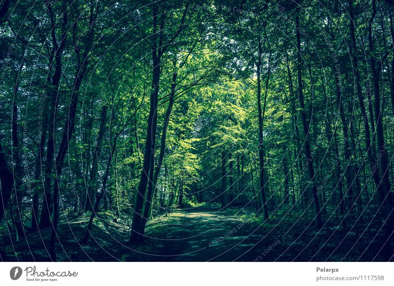 Waldlichtung Sommer Sonne Umwelt Natur Landschaft Pflanze Frühling Baum Blatt Park Wege & Pfade Wachstum dunkel frisch natürlich grün Idylle Sonnenschein