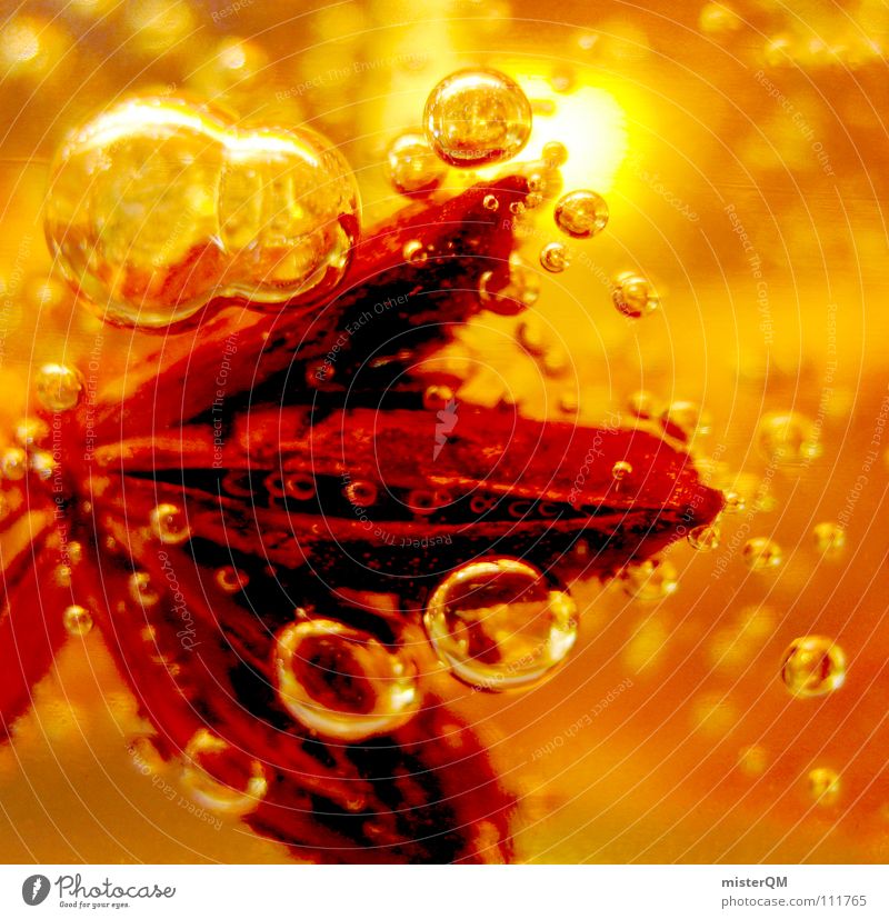 frozen poinsettia Sternanis Weihnachtsstern abstrakt Luftblase rot orange Makroaufnahme Bildausschnitt Anschnitt Detailaufnahme leuchtende Farben