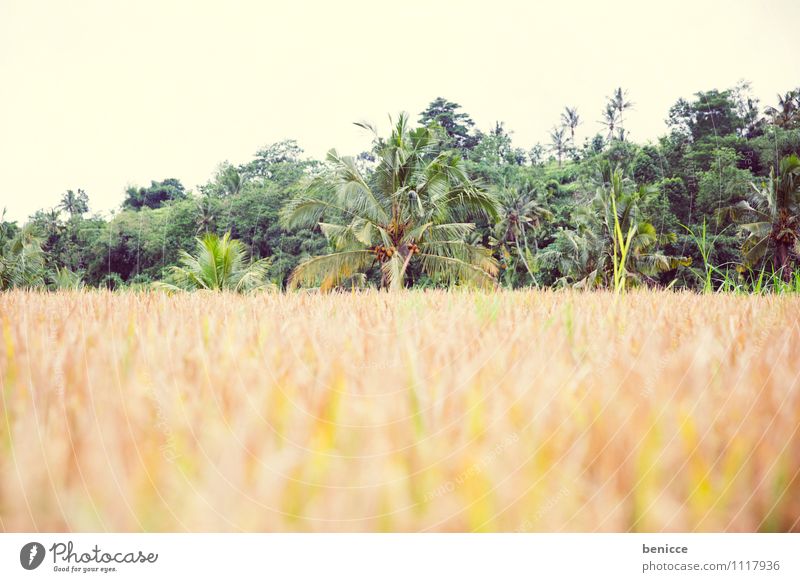 Reiszeit Bali Ubud Asien Indonesien Reisfeld grün Feld Ferien & Urlaub & Reisen Landwirtschaft Reisernte tropisch Reisefotografie Natur Aussaat Saatgut